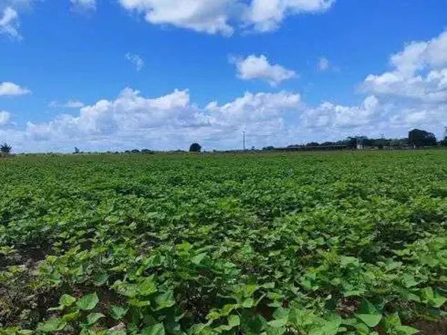Sítio / Chácara para Venda em Vera Cruz/RN Centro 2 Quartos