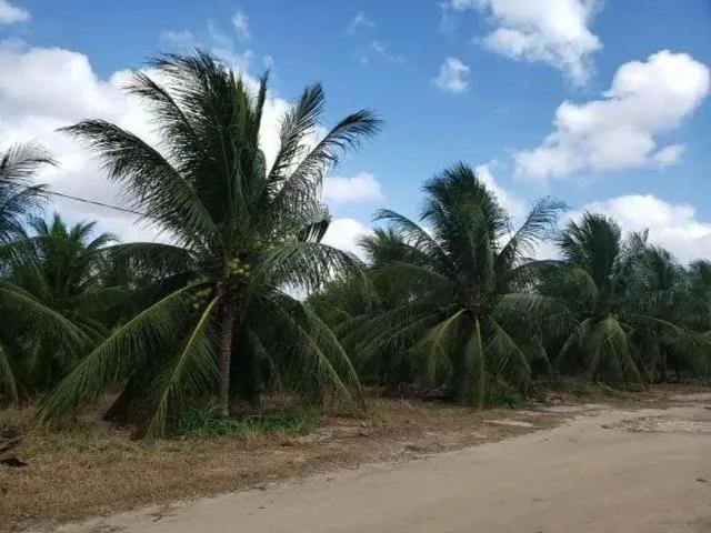 Sítio / Chácara para Venda em Vera Cruz/RN Centro 3 Quartos