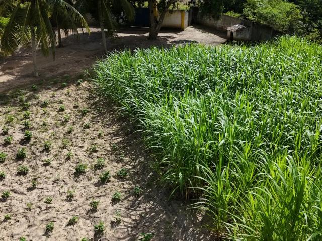 Sítio / Chácara para Venda em Vera Cruz/RN Centro 4 Quartos