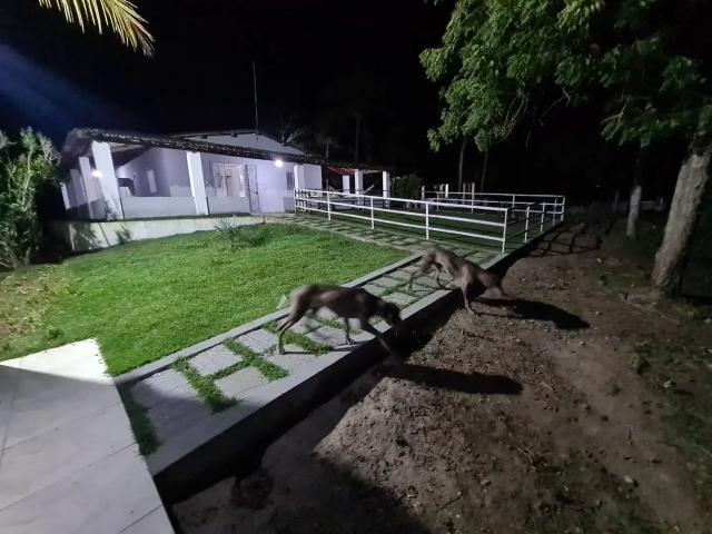 Sítio / Chácara para Venda em Vitória de Santo Antão/PE Matriz 4 Quartos