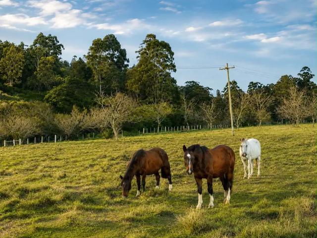Sítio / Chácara para Venda em Viamão/RS Itapuã 1 Quartos