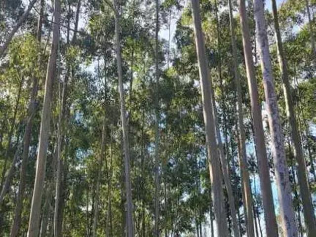 Sítio / Chácara para Venda em Viamão/RS Itapuã