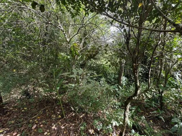 Sítio / Chácara para Venda em Viamão/RS Martinica 1 Quartos