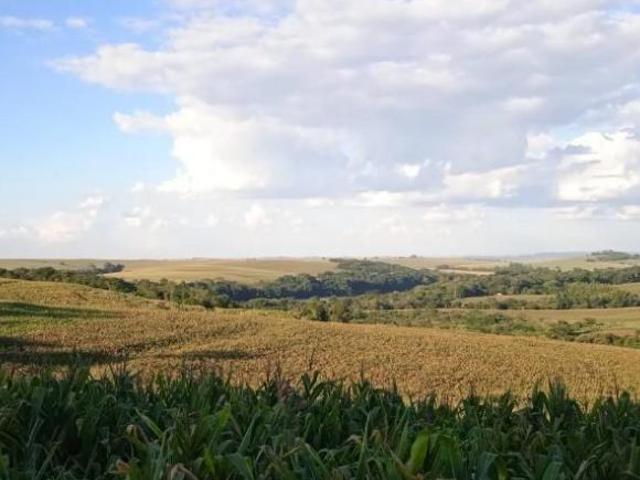 Sítio com 36 Alqueires, na Barranca do Rio Ivaí, localizado a 8 km da rodovia Campo Mourão, que liga