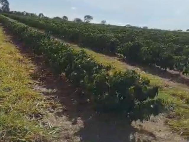 Sítio com 70 mil pés de café mecanisado