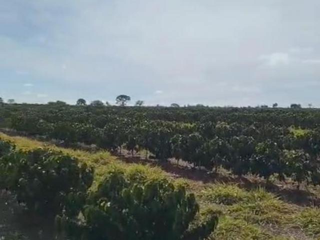 Sítio com 70 mil pés de café mecanisado