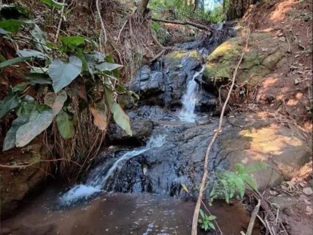 Sítio com Eucalipto em Pé, 1 Brota, São Francisco Xavier