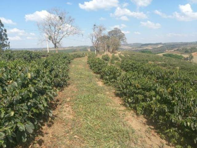Sitio de 8.5 Alqueires com 40 mil pés de café entre mecanizados e tratorável, situada em Muzambin