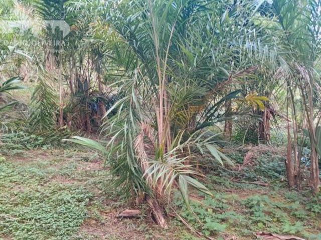 Sítio em Zona Rural Sete Barras SP