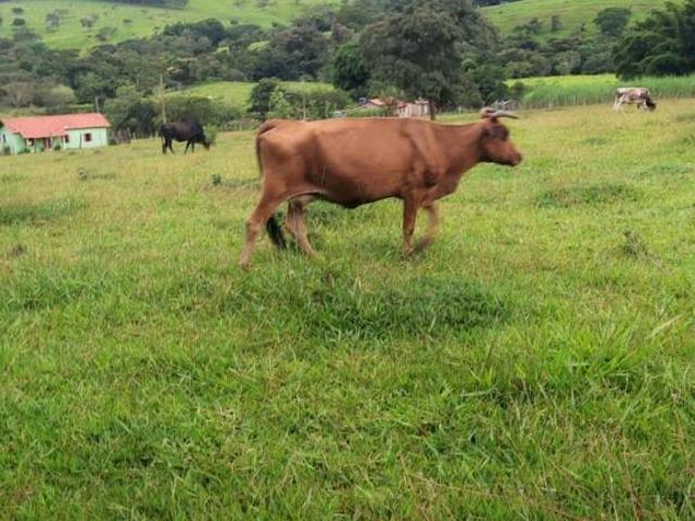 SÍTIO EM PIRACEMA MG COM 3 HECTARES, ÁGUA E TERRA DE CULTURA