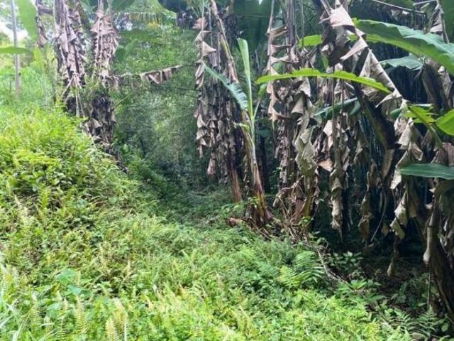 Sítio em São Lourenço da Serra com área de 55 hectares