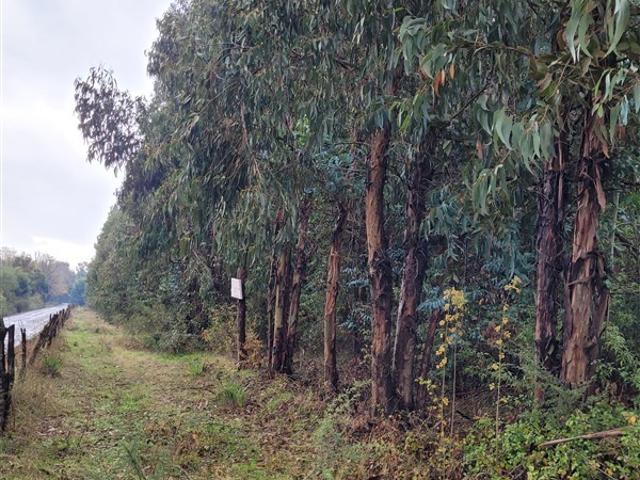 Sitio en Venta en Comuna de Portezuelo, sector de Llahuecuy Hijuela 2 Fundo Culenar