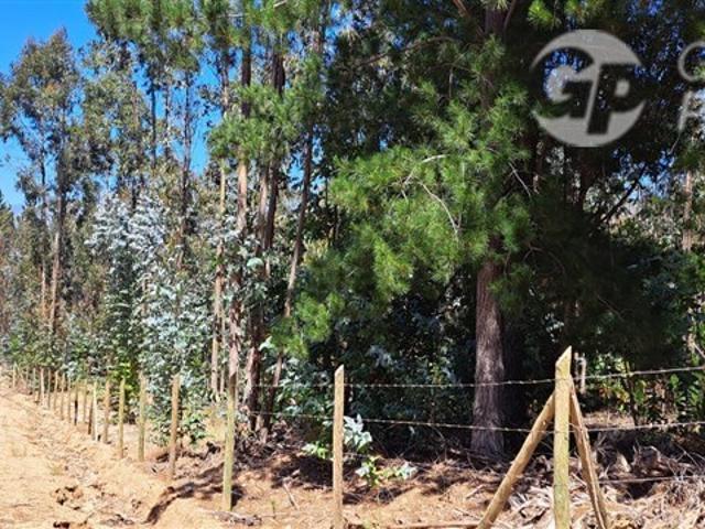 Sitio en Venta en fundo la quirigua terrreno