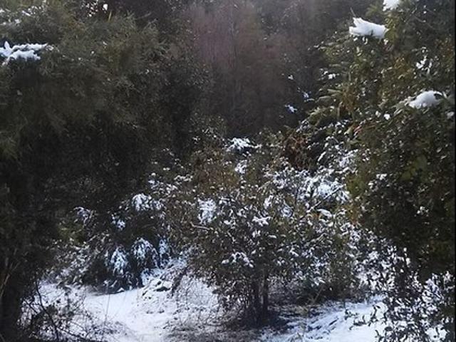 Sitio en Venta en La Puntilla de San Juan / Coihueco