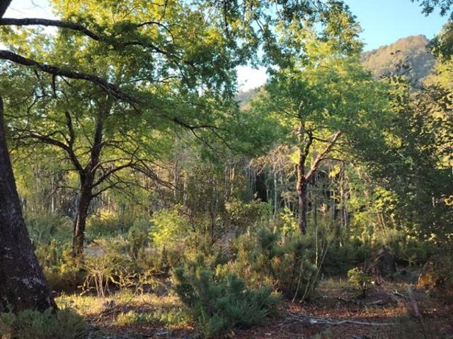 Sitio en Venta en La Puntilla de San Juan / Coihueco