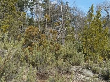 Sitio en Venta en La Puntilla de San Juan / Región Ñuble