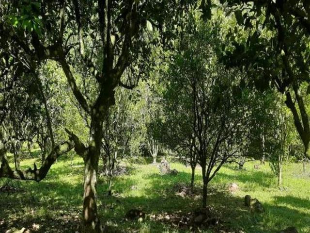 Sitio, Linha Pirajá Baixa, Nova Petrópolis, RS