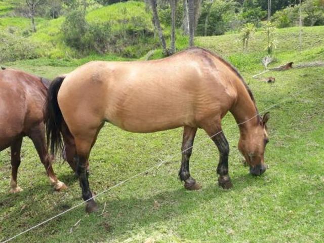 Sitio localizado em Cambui MG Área de 240.000 metros quadrados
