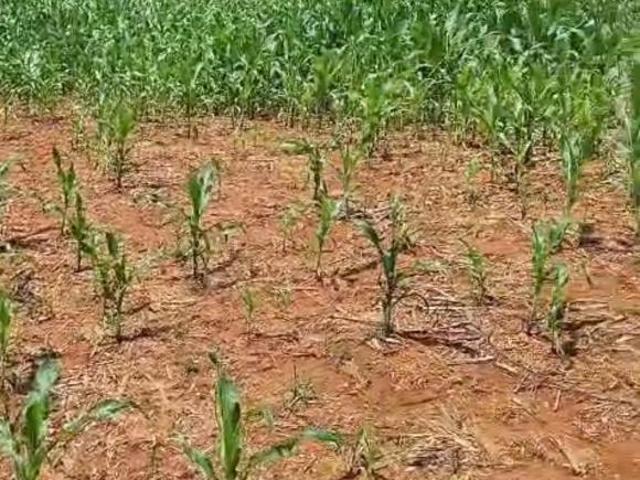 Sítio para café,abacate,soja,milho