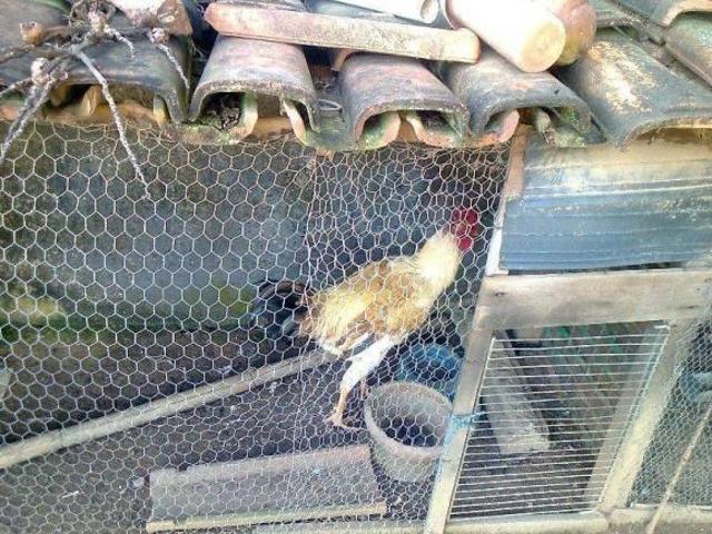 Sítio para venda em Maria Amália, Curvelo