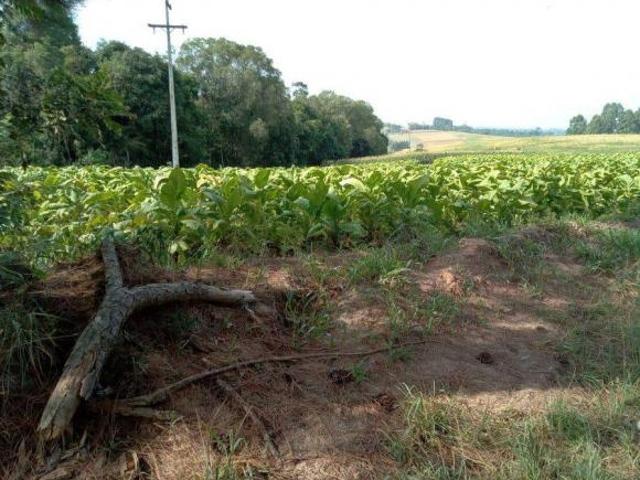 Sítio para Venda em Antônio Olinto, Cantagalo, 3 dormitórios, 1 banheiro