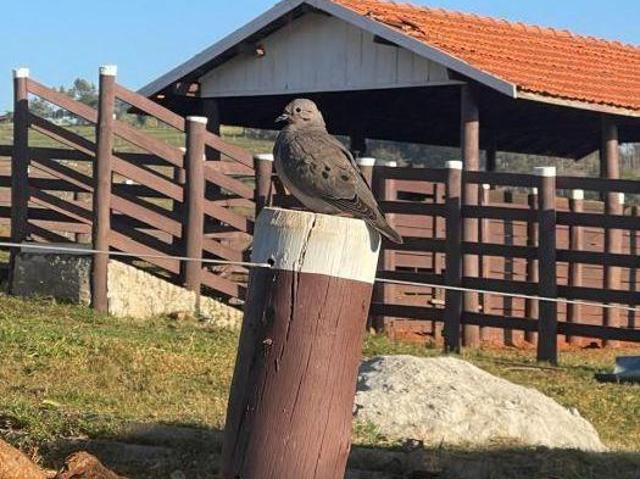 Sítio para venda em Área Rural de Garça, Garça