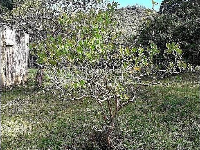 Sítio para venda em Centro, Bananal