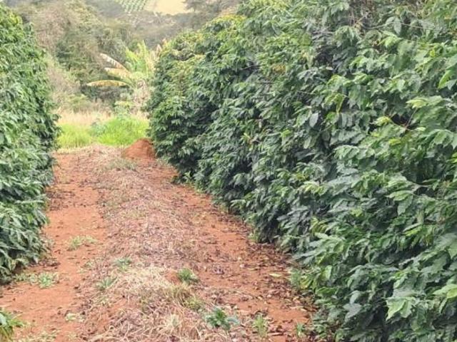Sítio para venda em Centro, Cambuquira