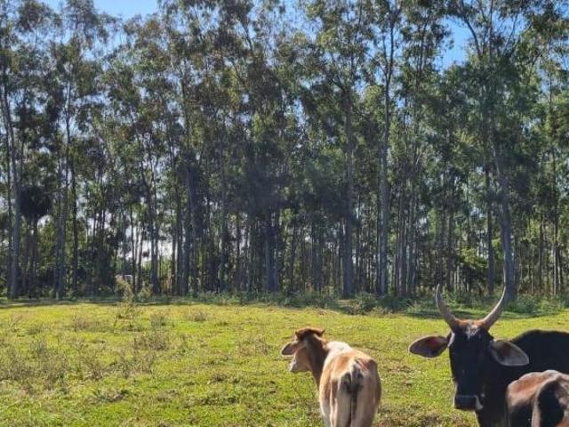 Sítio para venda em Centro, Getulina