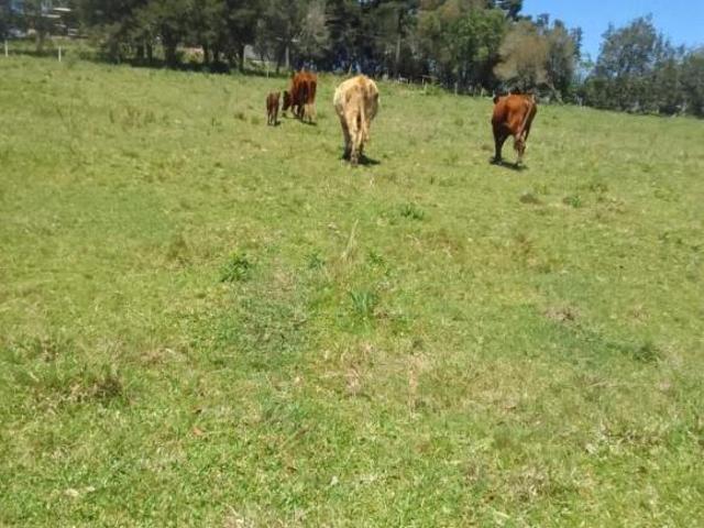 Sítio para venda em Centro, São Francisco de Paula