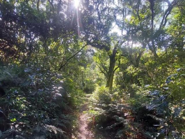 Sítio para venda em Centro, São Francisco de Paula