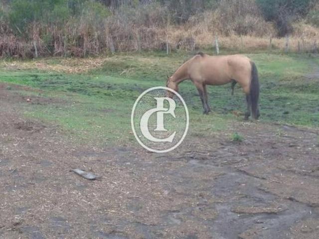 Sítio para venda em Centro, São Luiz do Paraitinga