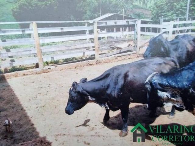 Sítio para venda em Centro, São Pedro do Suaçuí