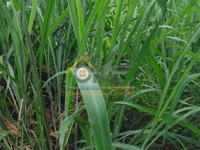 Sítio para venda em Centro, Salinas