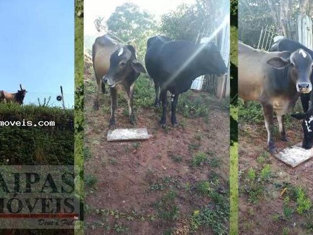 Sítio para venda em Extrema