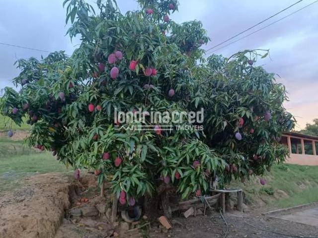 Sítio para venda em Pinhalão