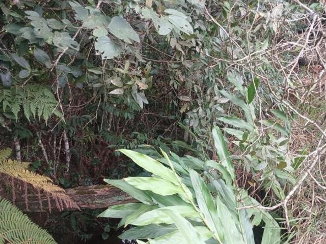 Sítio para Venda em Santo Antônio da Alegria, RURAL