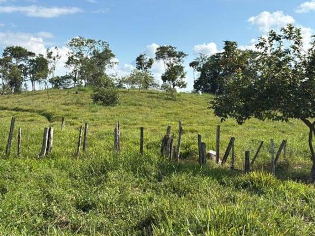SITIO PRODUTIVO EM SETE BARRAS/SP, 12 MIL PÉS DE PALMITO PUPUNHA, PASTO E RIO NA DIVISA DO IMÓVEL