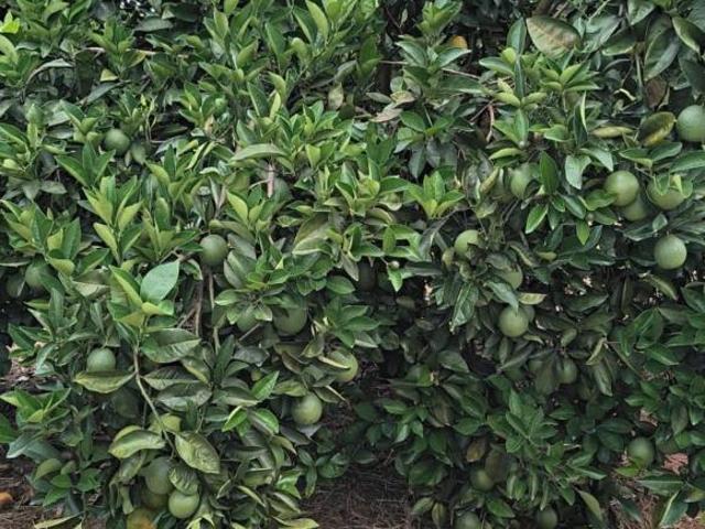 Sitio/Fazenda à Venda, 77,5 Alqueires por R$ 14.500.000 Cód. ch2703