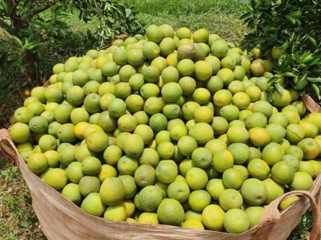 Sítio/Fazenda à Venda, 953 alqueires por R$ 700.000.000 Cód. ch2472
