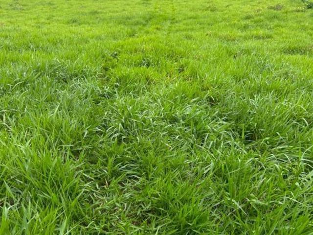 Sítio/Fazenda à Venda, 2.341 hectares por R$ 46.820.000 Cód. ch2320