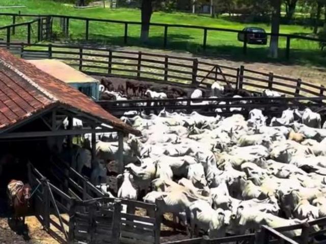 Sítio/Fazenda à Venda, 380 alqueires por R$ 25.460.000 Cód. ch2249