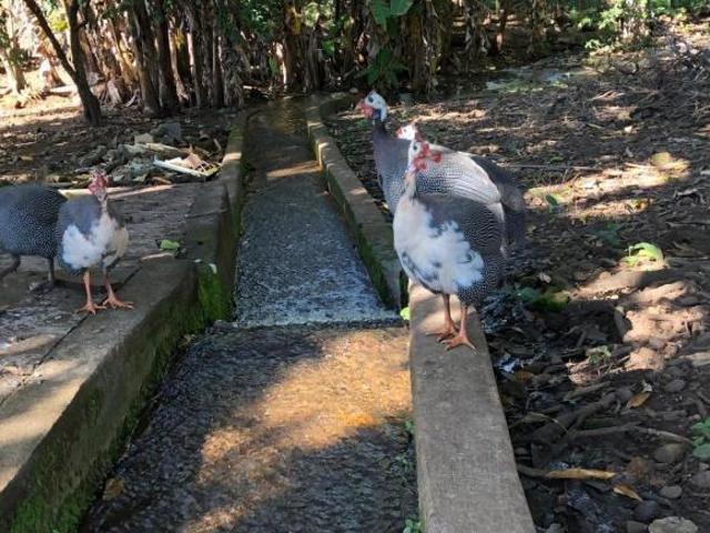 Sito a Venda em São José da Bela Vista