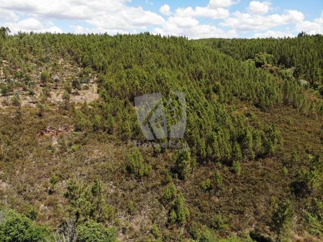 Sobreiro da Lage Terreno rústico com um total de 8120 m2 localizado numa encosta virada a Sudoeste