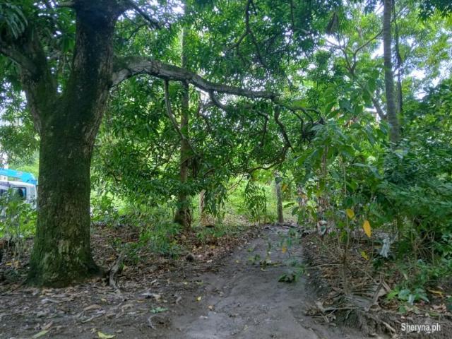 SMALL LOT FOR SALE IN DAUIN ID 15062