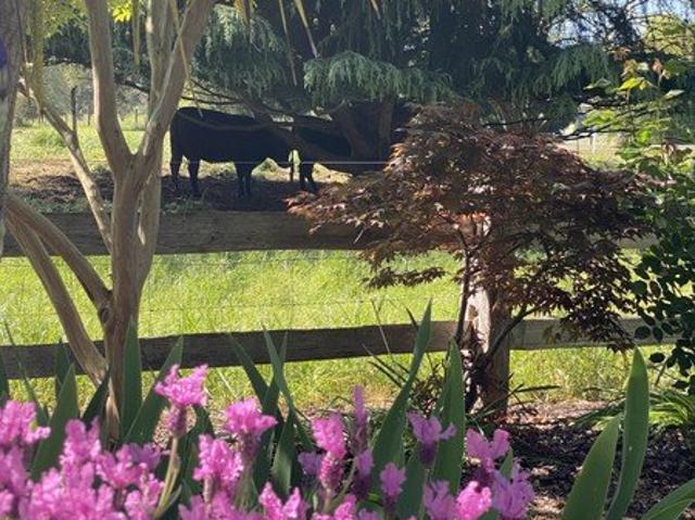 Spacious Country Living on a Working Cattle Farm