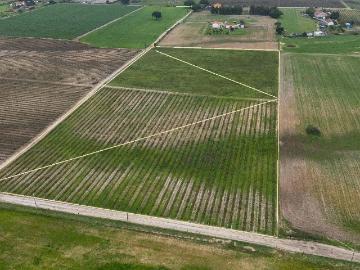 Sto. Isidro de Pegões, Palmela Prédio Rústico com 3 ha com plantação de 1,5 ha de Vinha