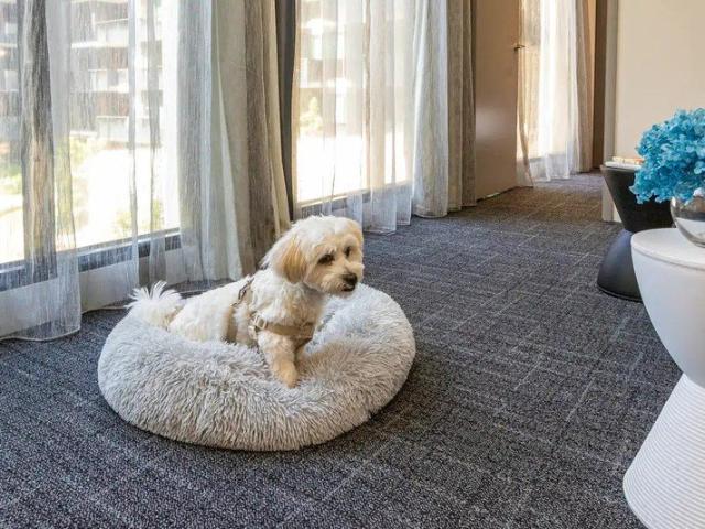 Studio King Suite Abbotsford | Modern Long Stay Apartment, Minutes from Melbourne CBD 1 Bed | 1 Bath | Sleeps 2 | 34m²