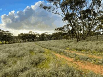 Gillentown, Wakefield, South Australia, South Australia