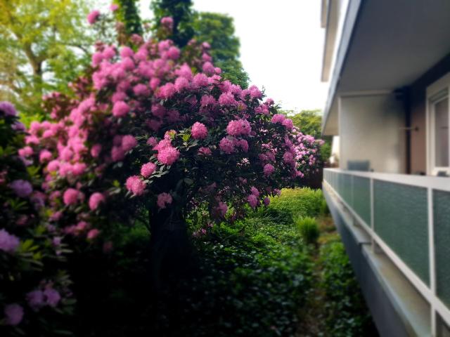 Stylish Apartment with Balcony and Garden, Designed for Comfortable Living with Movieroom + Private Parking, Dusseldorf Amsterdam Apartments for Rent